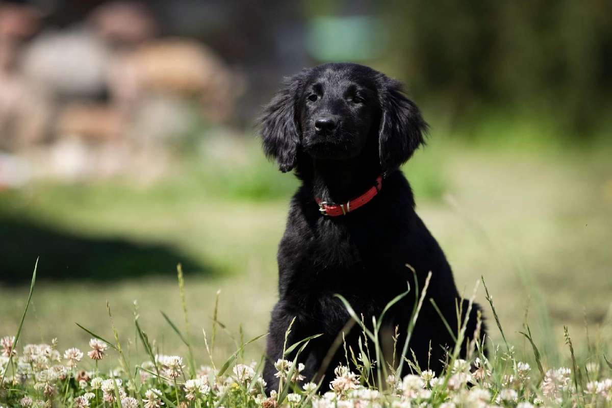 Lygiaplaukiai ir Labradoro retriveriai- Gojus - nuotraukos Nr. 29