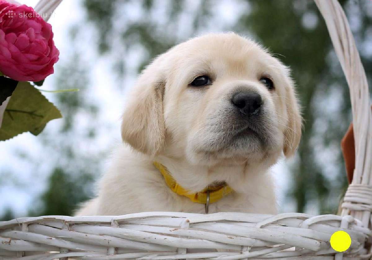 Kilmingi Labradoro retriverių veislės šuniukai - nuotraukos Nr. 8