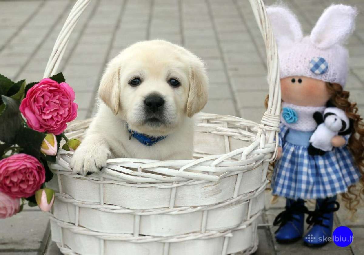 Kilmingi Labradoro retriverių veislės šuniukai - nuotraukos Nr. 10