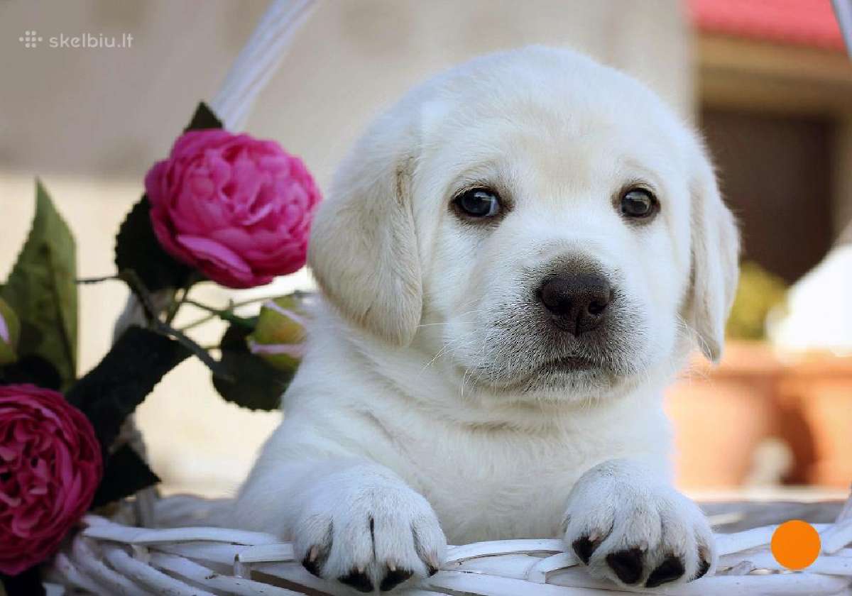Kilmingi Labradoro retriverių veislės šuniukai - nuotraukos Nr. 12