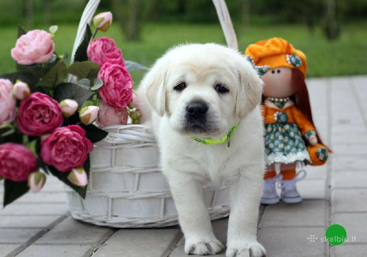 Kilmingi Labradoro retriverių veislės šuniukai - nuotraukos Nr. 13