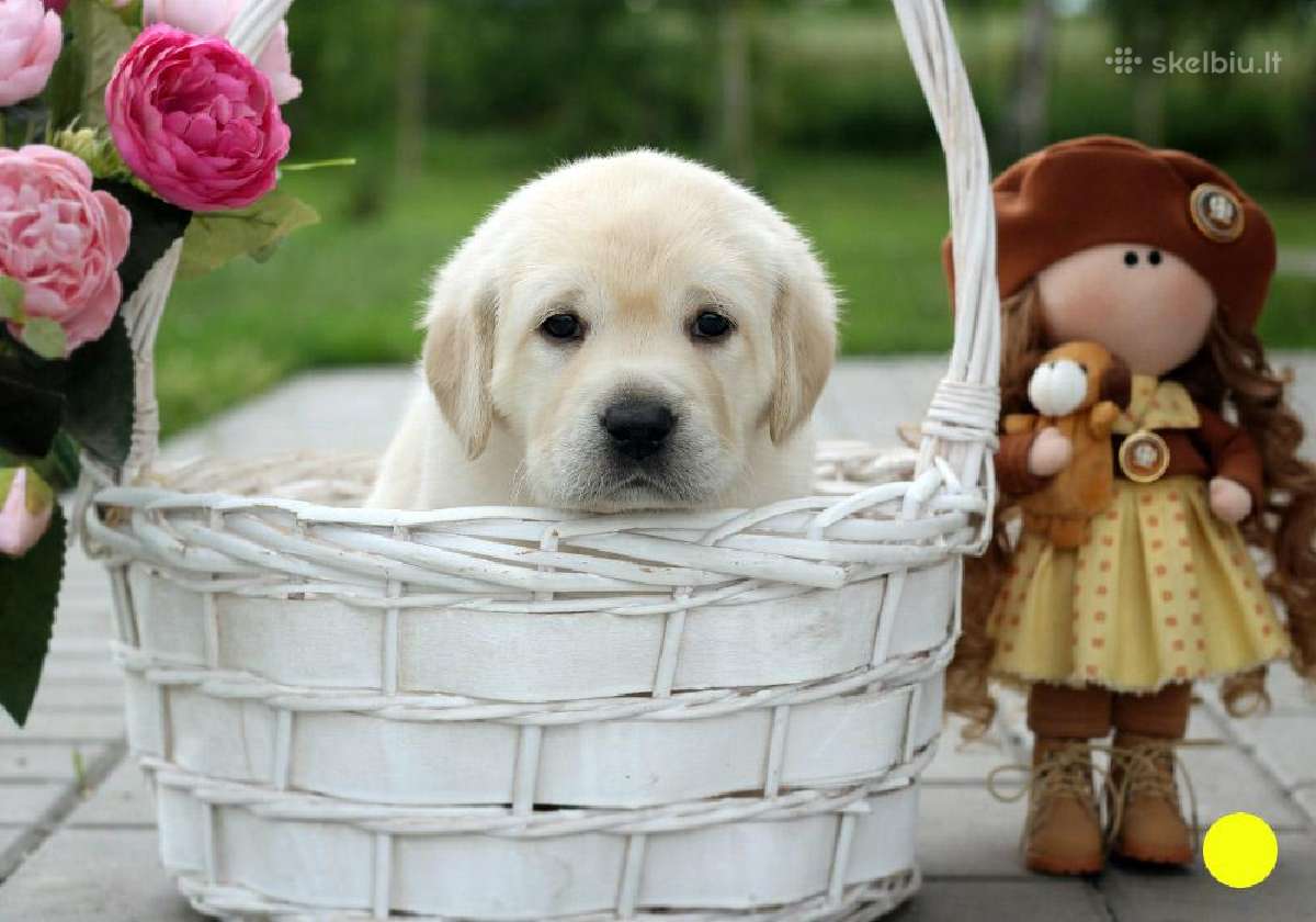 Kilmingi Labradoro retriverių veislės šuniukai - nuotraukos Nr. 31