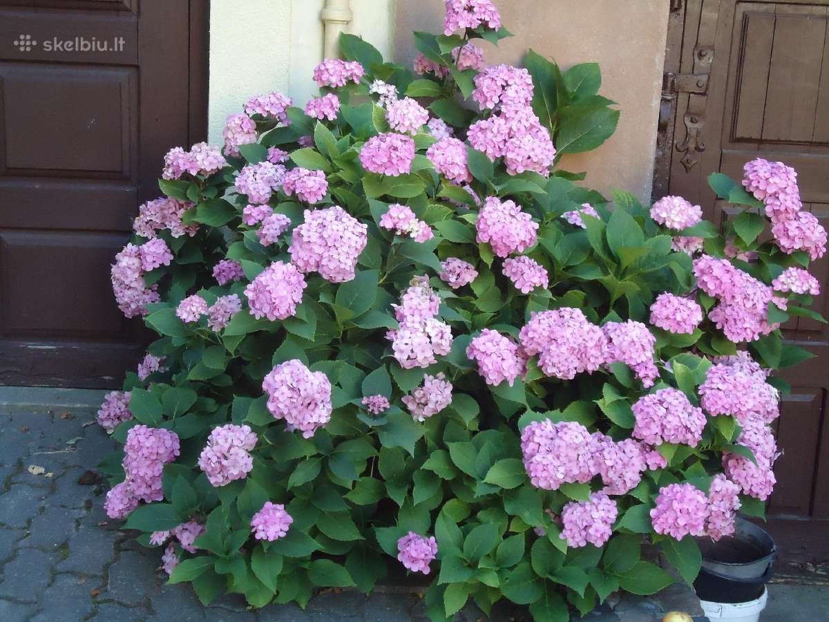Parduodu didžialapes rožines hortenzijas