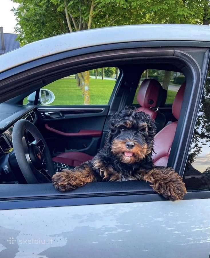 F1 Cockapoo - nuotraukos Nr. 7