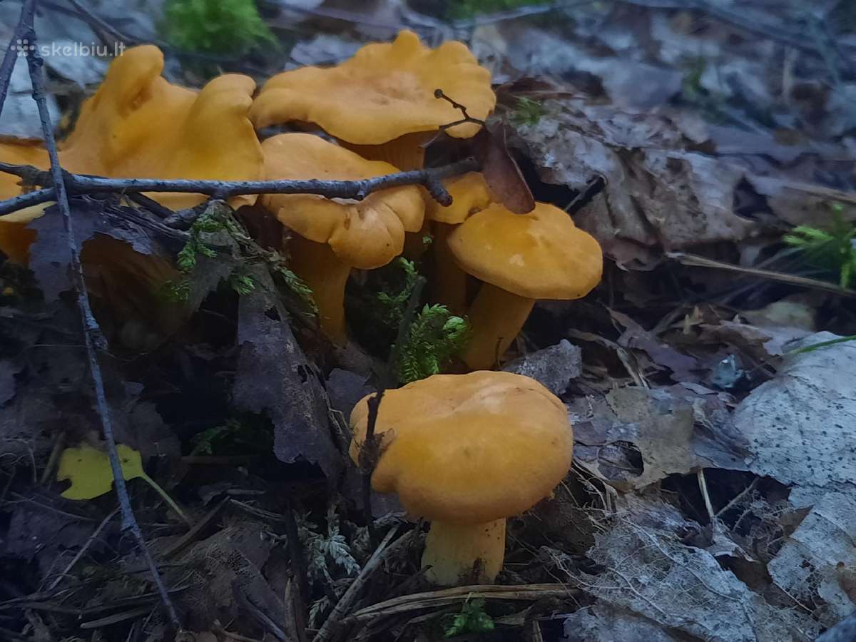 Voveruškos. 3€/ litras - nuotraukos Nr. 2