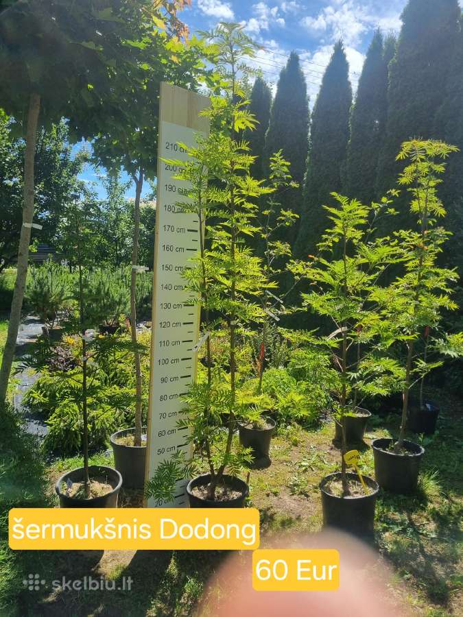 Įvairūs dekoratyviniai augalai Kaune! - nuotraukos Nr. 3