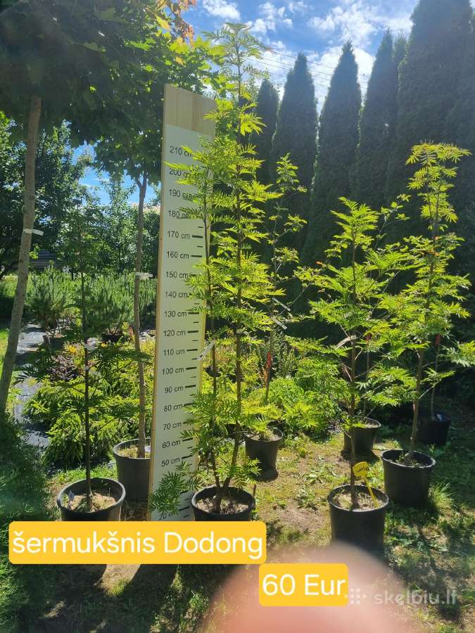 Įvairūs dekoratyviniai augalai Kaune! - nuotraukos Nr. 3