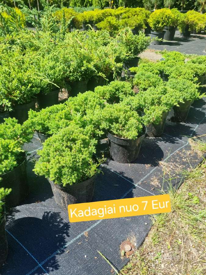 Įvairūs dekoratyviniai augalai Kaune! - nuotraukos Nr. 4