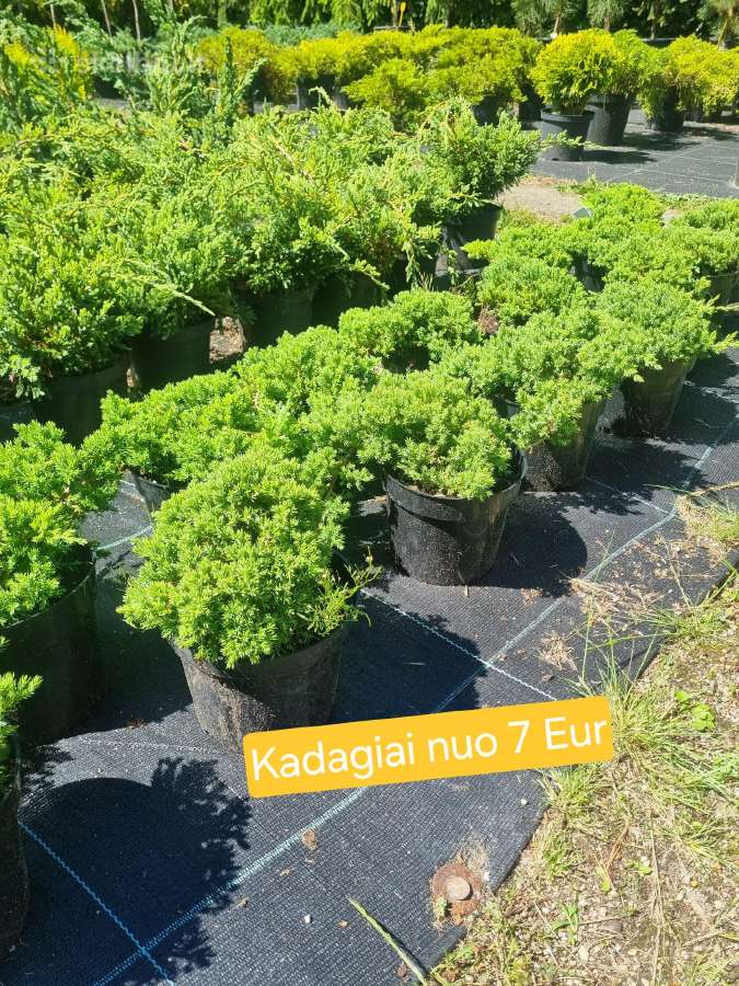 Įvairūs dekoratyviniai augalai Kaune! - nuotraukos Nr. 4
