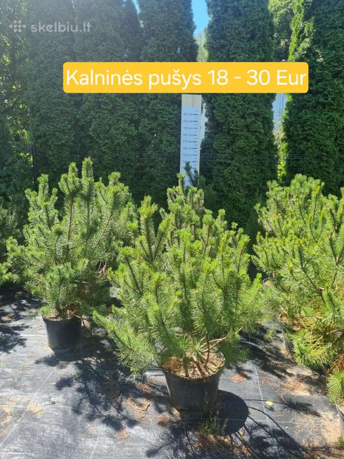 Įvairūs dekoratyviniai augalai Kaune! - nuotraukos Nr. 7
