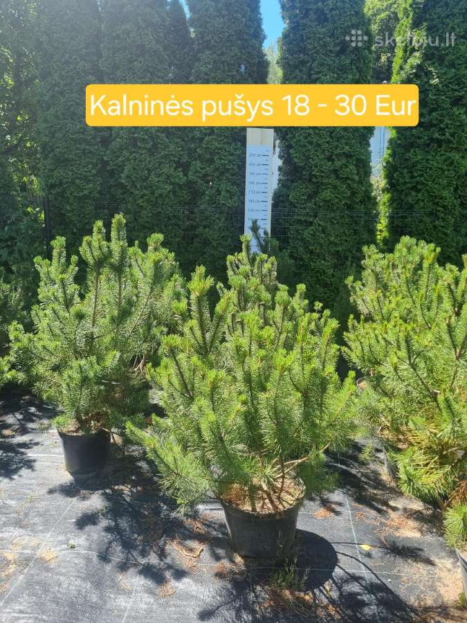 Įvairūs dekoratyviniai augalai Kaune! - nuotraukos Nr. 7