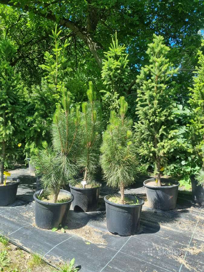 Įvairūs dekoratyviniai augalai Kaune! - nuotraukos Nr. 17