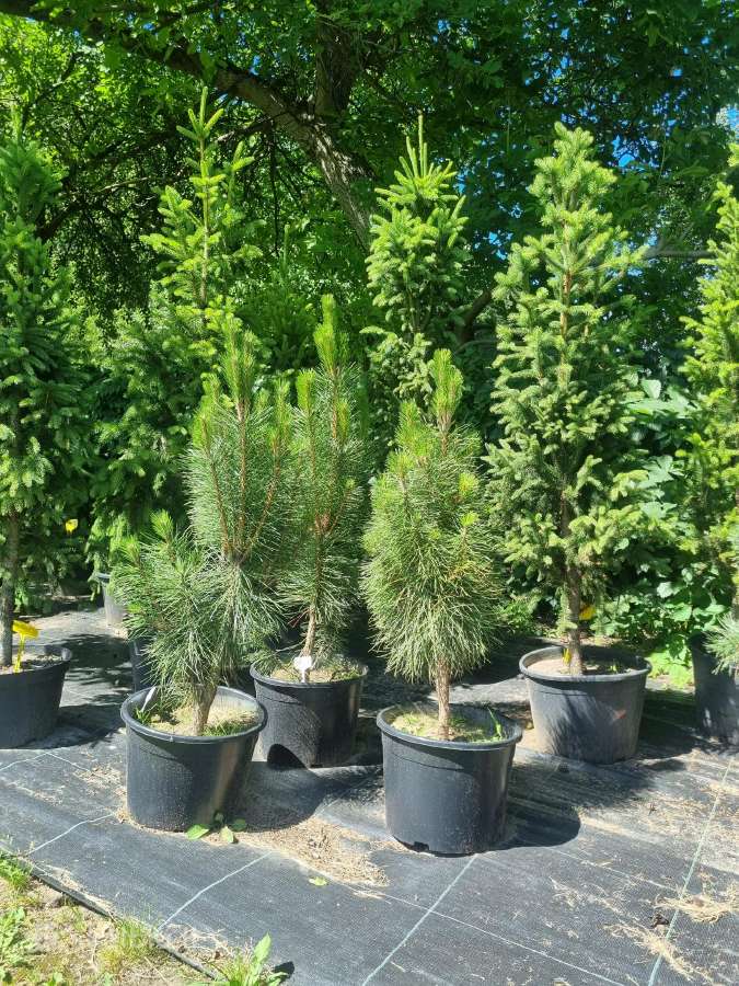 Įvairūs dekoratyviniai augalai Kaune! - nuotraukos Nr. 17