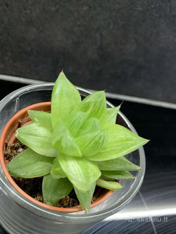 Haworthia cymbiformis 'Variegata' - nuotraukos Nr. 2