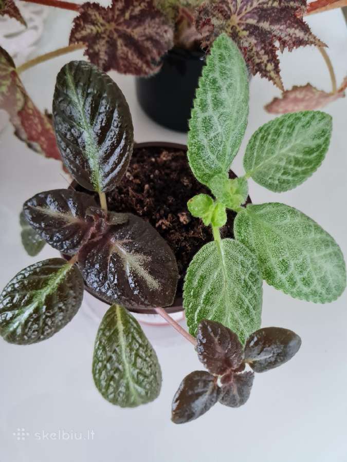 Ritlenis /episcia - Skelbiu.lt