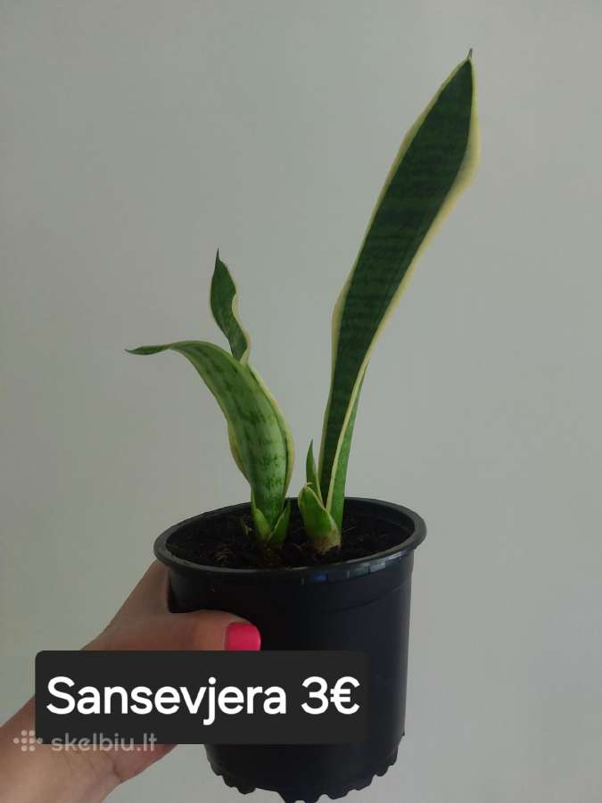 Sansevjera - nuotraukos Nr. 3
