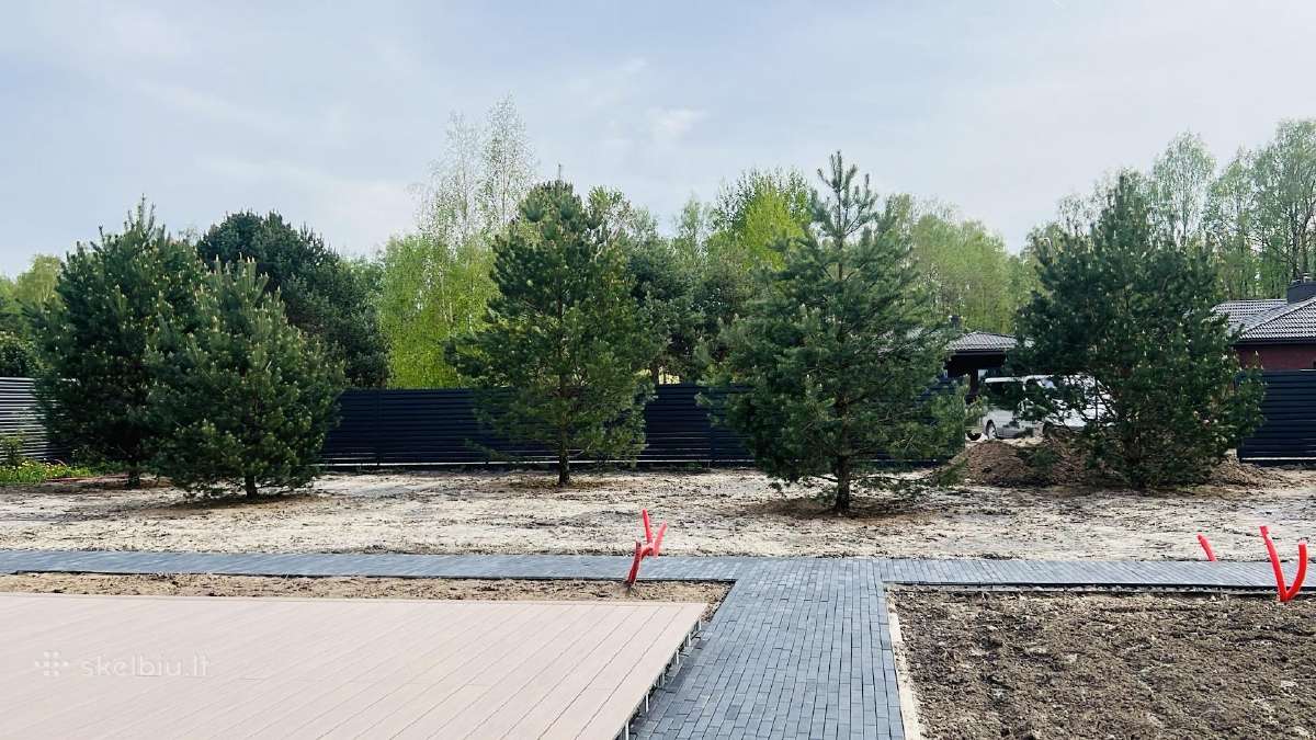 Pušų pardavimas su persodinimo paslauga - nuotraukos Nr. 2