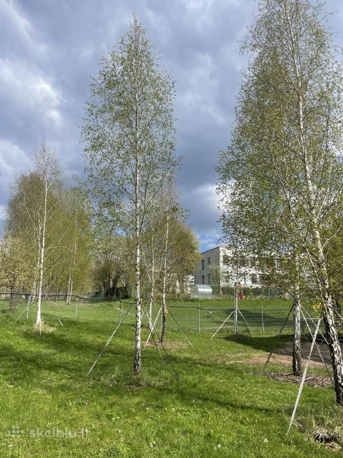 Pušų pardavimas su persodinimo paslauga - nuotraukos Nr. 9