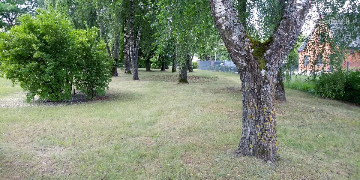 Žoles pjovimas,medžių ir krūmų pjovimas ir išvež. - nuotraukos Nr. 5
