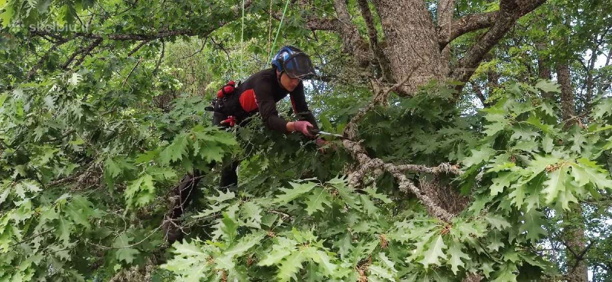 Arboristas. Medžių pjovimas, kelmų naikinimas - nuotraukos Nr. 3