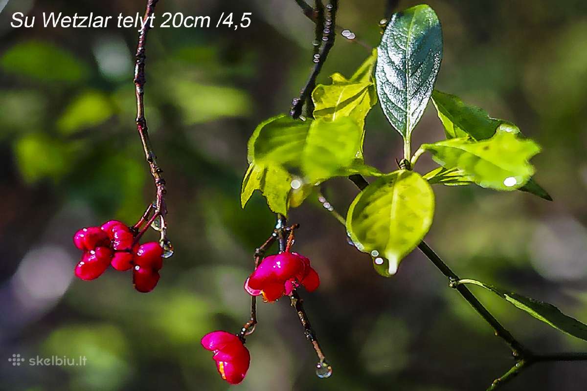 Įvairūs objektyvai fotoaparatams - nuotraukos Nr. 22