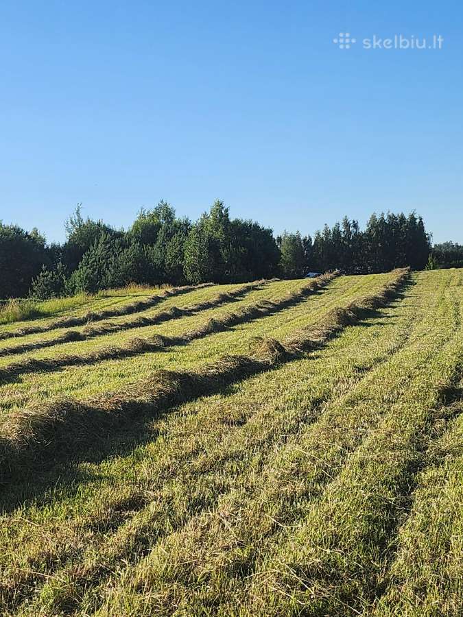 Šienas kitkomis ir avižas. Galu atvežti - nuotraukos Nr. 5