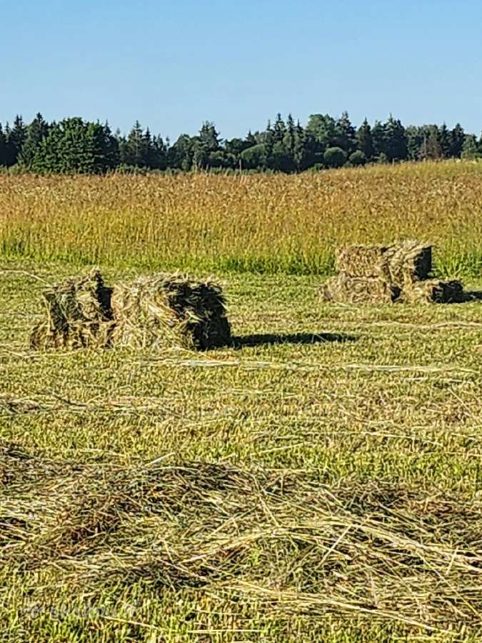 Šienas kitkomis ir avižas. Galu atvežti - nuotraukos Nr. 7