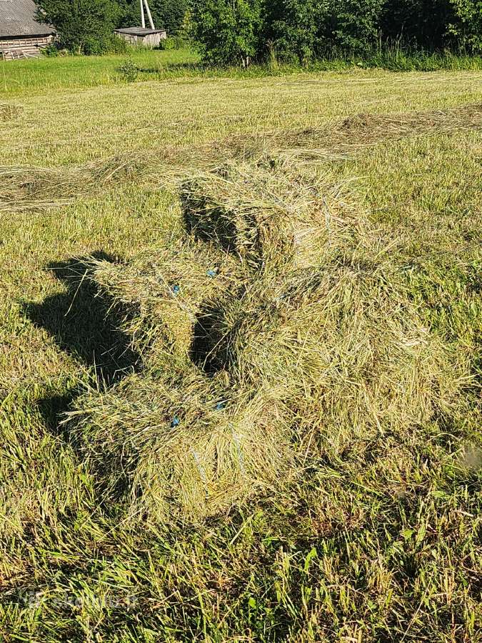 Šienas kitkomis ir avižas. Galu atvežti - nuotraukos Nr. 6