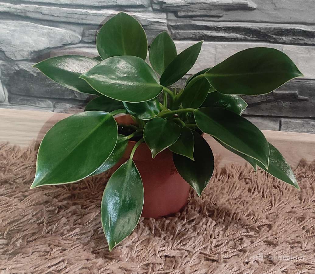 Philodendron Green Princess