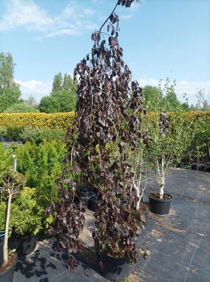 Bukai svyrantys " Purple fountain"
