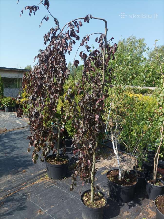 Bukai svyrantys " Purple fountain" - nuotraukos Nr. 2