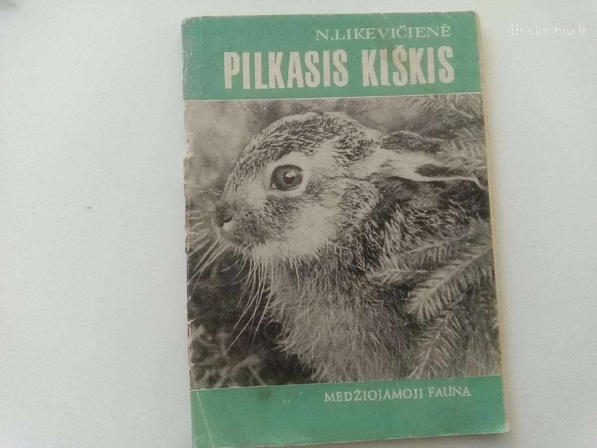 Pilkasis kiškis