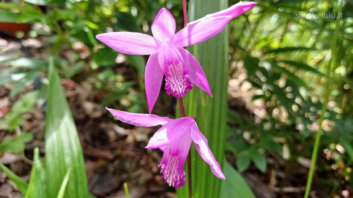 Orchidėja lauko