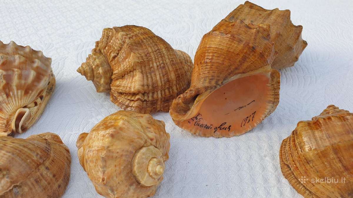 Vintažinės kriauklės