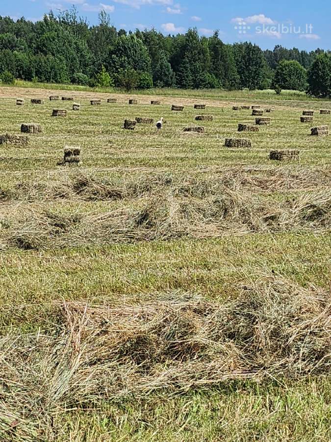 Šienas kitkomis ir avižas. Galu atvežti - nuotraukos Nr. 4