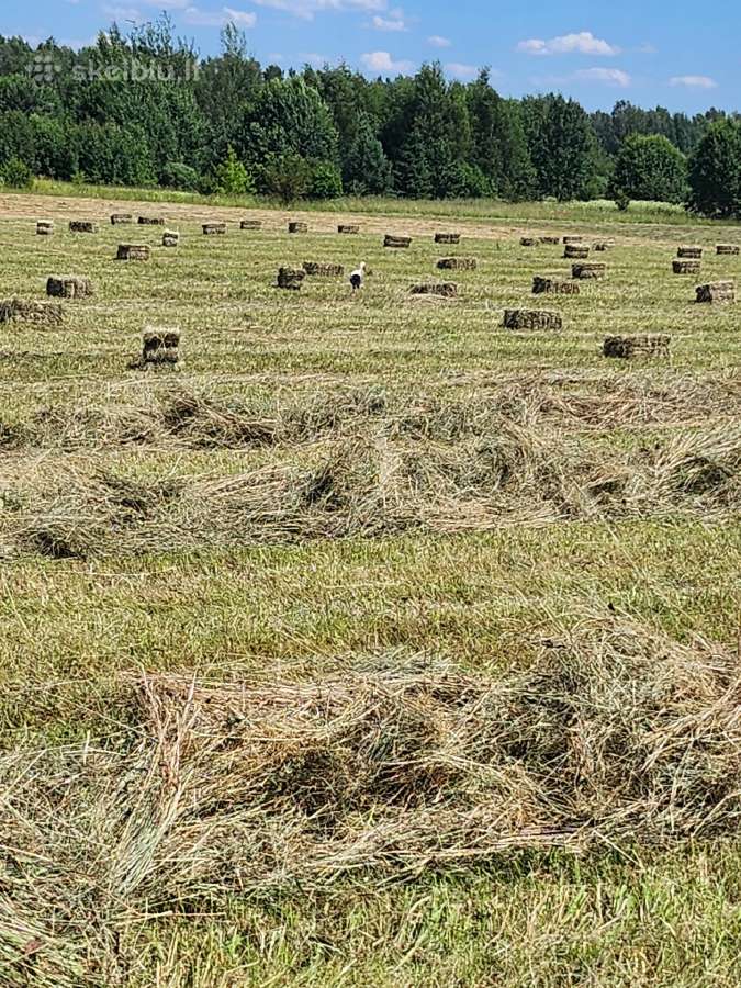 Šienas kitkomis ir rulonais. Galu atvežti - nuotraukos Nr. 6