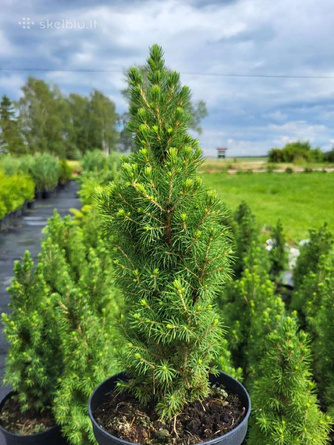 Eglutės, pušaitės, tujos ir kiti spygliuočiai - nuotraukos Nr. 15