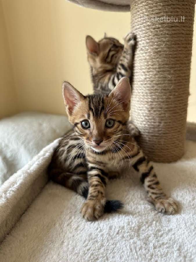 Balticbengals bengalijos kačiukai - nuotraukos Nr. 5