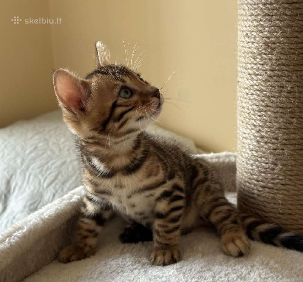 Balticbengals bengalijos kačiukai - nuotraukos Nr. 6