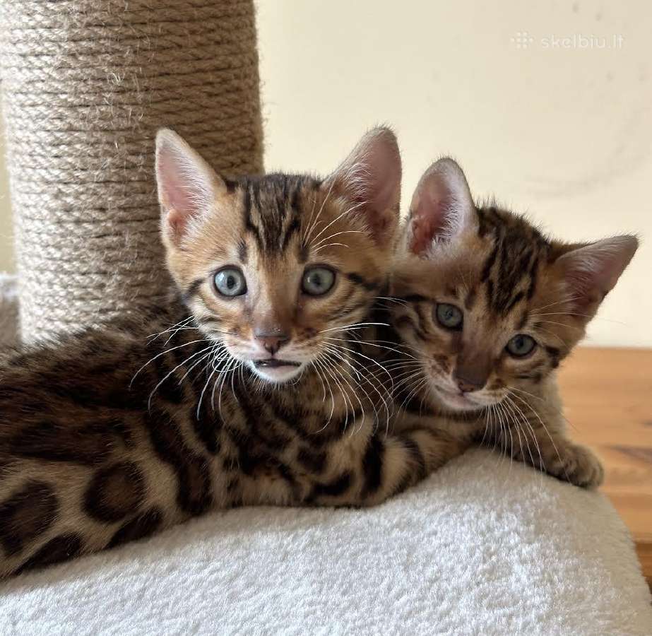 Balticbengals bengalijos kačiukai - nuotraukos Nr. 7