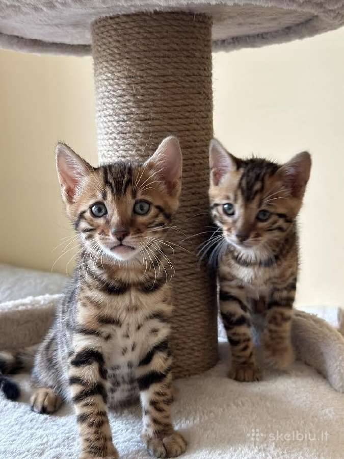 Balticbengals bengalijos kačiukai - nuotraukos Nr. 8