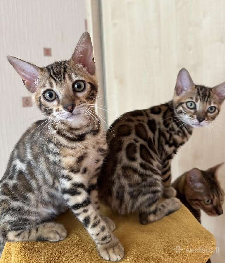 Balticbengals bengalijos kačiukai - nuotraukos Nr. 9