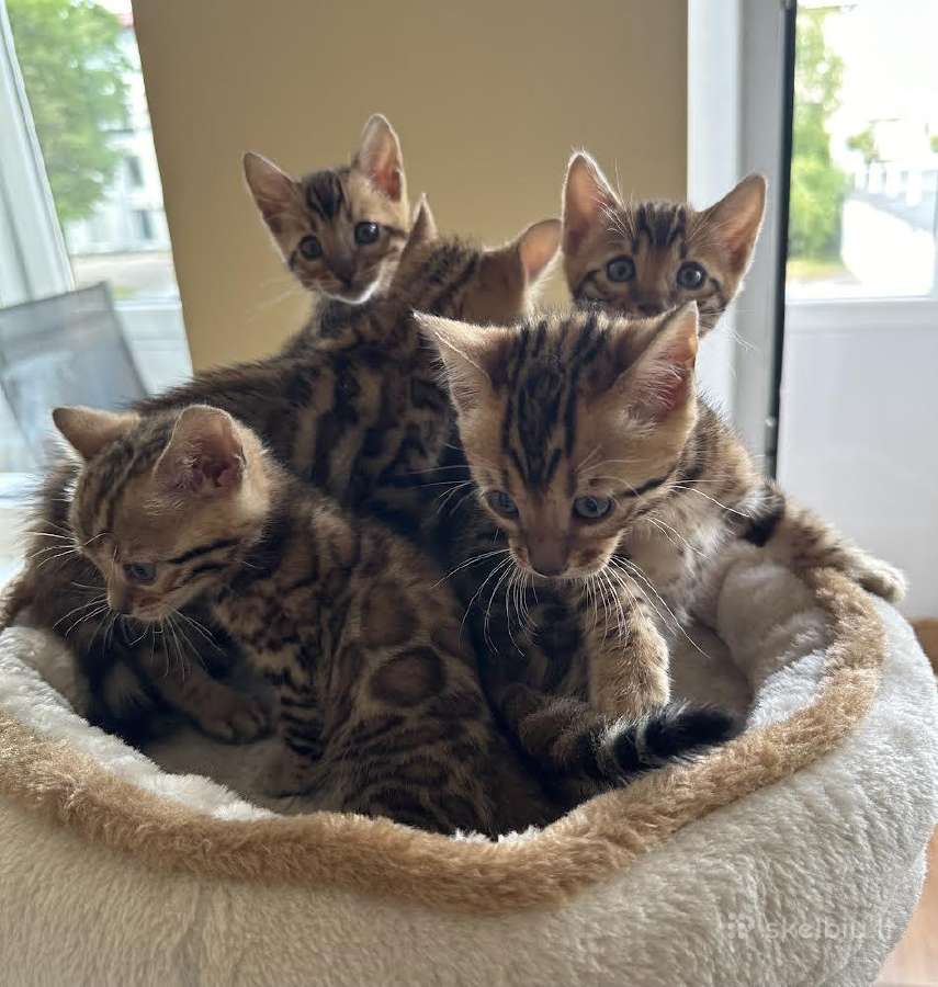 Balticbengals bengalijos kačiukai - nuotraukos Nr. 10