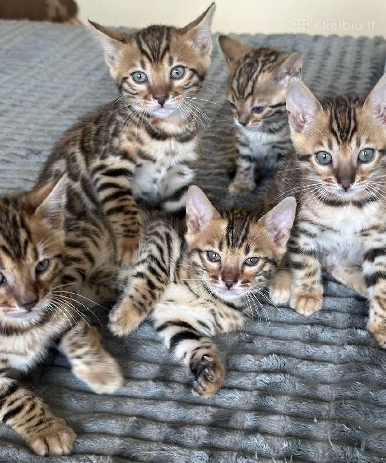 Balticbengals bengalijos kačiukai - nuotraukos Nr. 3