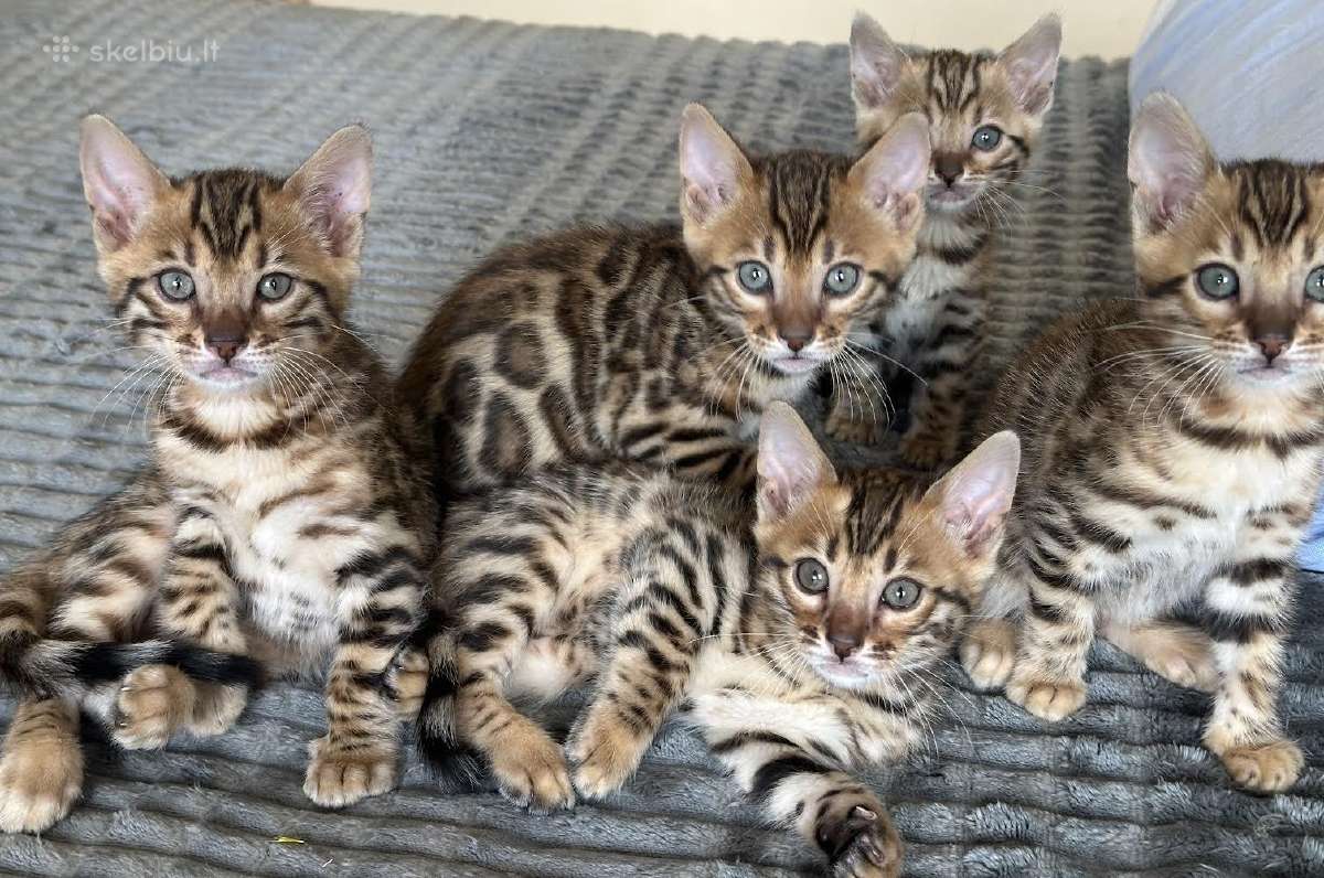Balticbengals bengalijos kačiukai