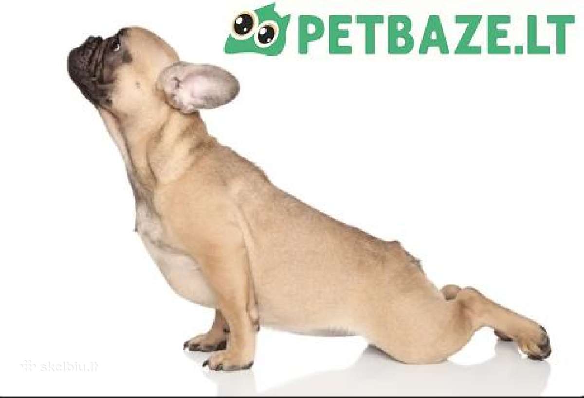 Prekes sunims internete Petbaze lt