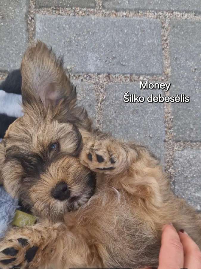 Havanos bišonas su kilmės dokumentais - nuotraukos Nr. 14