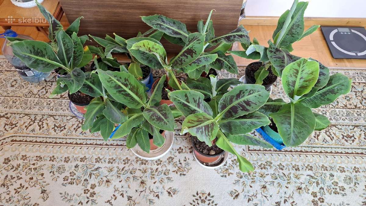 Nykštukiniai bananmedžiai - nuotraukos Nr. 3