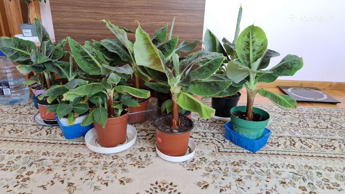 Nykštukiniai bananmedžiai - nuotraukos Nr. 4