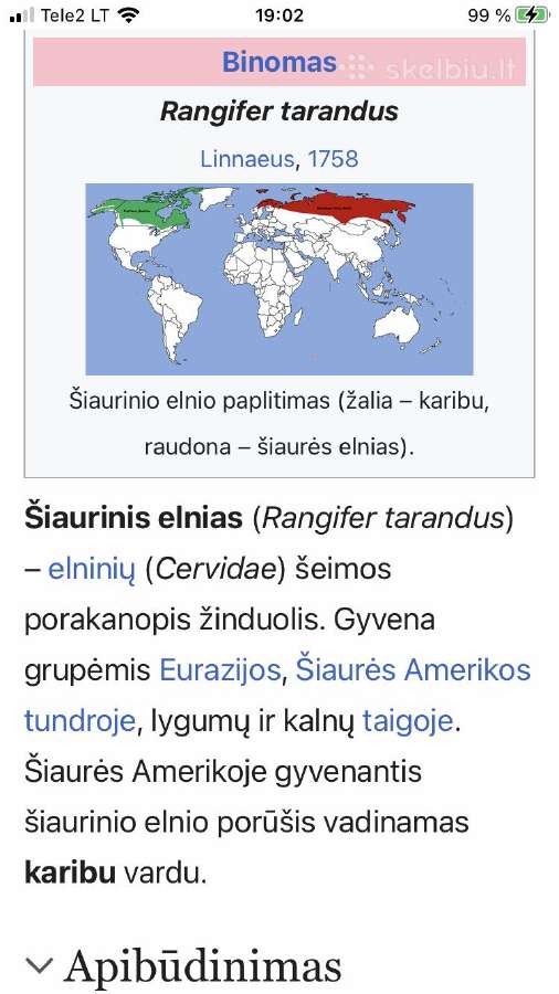 Šiaurės elnio ragai - nuotraukos Nr. 2